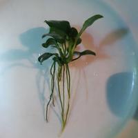 anubias nana pianta acquario