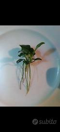 anubias nana pianta acquario