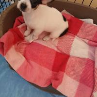 Chihuahua recupero spese Leggere