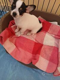 Chihuahua recupero spese Leggere