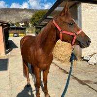Cavallo quarab