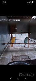 Parrochetti dal collare