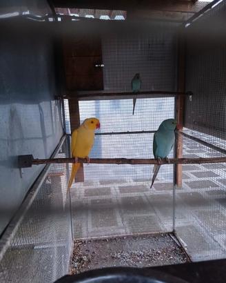 Parrochetti dal collare