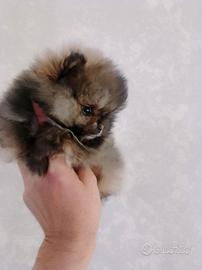 Spitz nano maschio