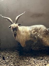 Becco orobico