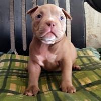American Bully