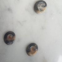 Occhi di Santa Lucia 