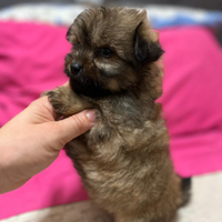 Barboncino mix mini toy silver