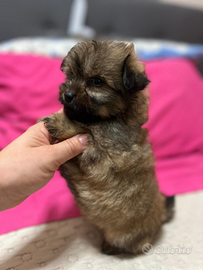 Barboncino mix mini toy silver