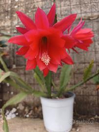 pianta grassa cactus orchidea