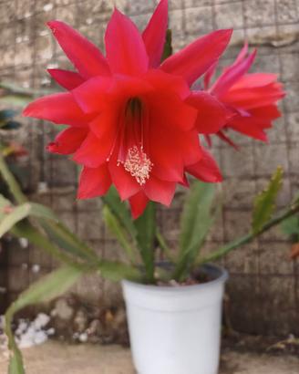 pianta grassa cactus orchidea