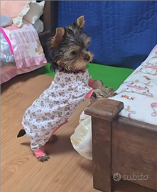 Yorkshire cuccioli maschi e femmine