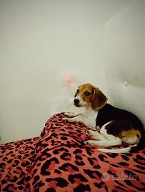 Beagle