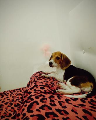 Beagle