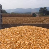 Granella di mais , Granturco , Miglio.