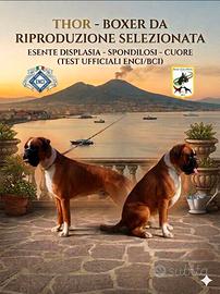 Boxer cuccioli - Alta genealogia ENCI