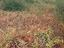 Immagine 11