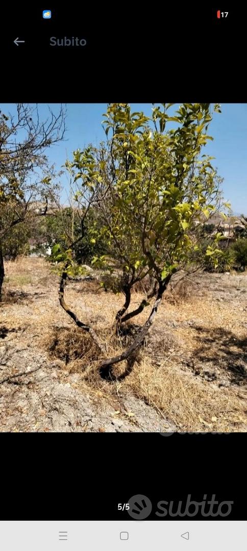 Terreno agricolo con progetto - Vista 5