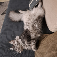 Gatto Maine con per monta