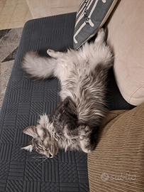 Gatto Maine con per monta