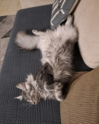 Gatto Maine con per monta