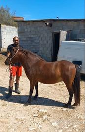 Super pony