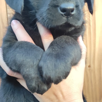 Cucciolo labrador retriever