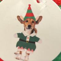 Vestito elfo per cagnolino