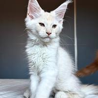 Cuccioli Maine Coon