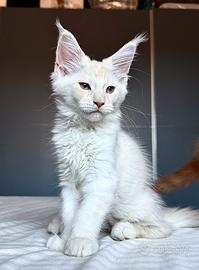 Cuccioli Maine Coon