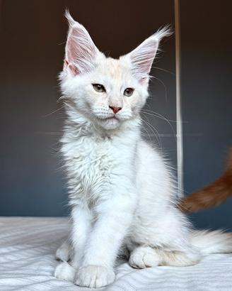 Cuccioli Maine Coon