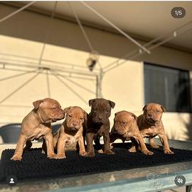 Meravigliosi cuccioli di pitbull