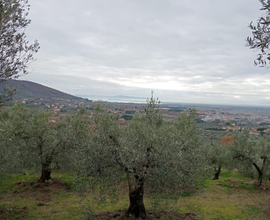 Oliveto 2,3ha Cortona (Ar)