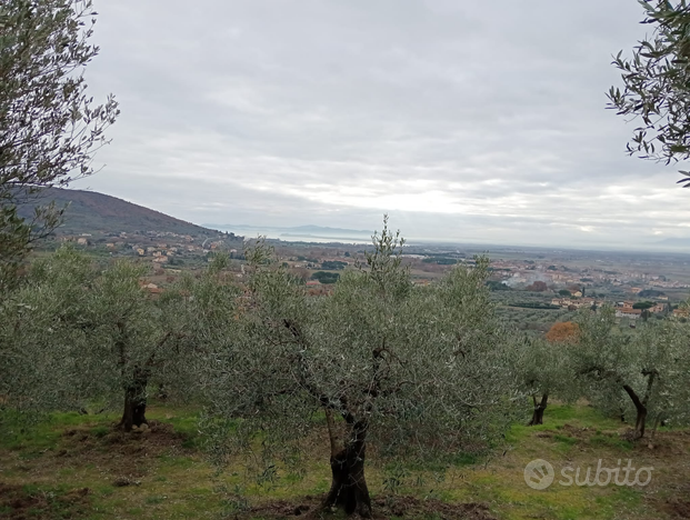 Oliveto 2,3ha Cortona (Ar)