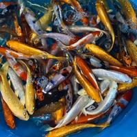 Carpe koi