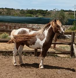 Cavallo - Cavallina Super Pony 2019 Calesse
