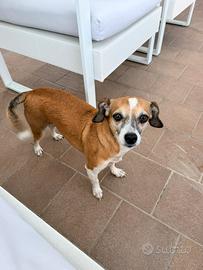 Cagnolina piccola taglia