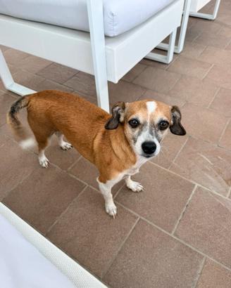 Cagnolina piccola taglia
