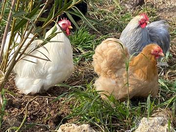 Galline