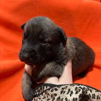 Pastore belga malinois