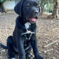 Cuccioli cane corso