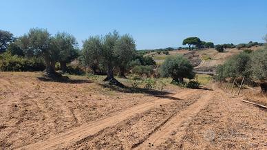 terreno agricolo 