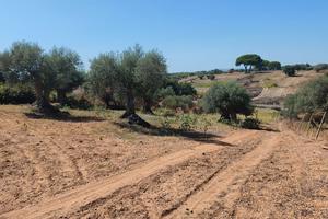 terreno agricolo 