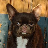 Chihuahua Pedigree ENCI/FCI per ACCOPPIAMENTO