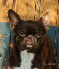 Chihuahua Pedigree ENCI/FCI per ACCOPPIAMENTO