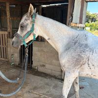 Cavallo