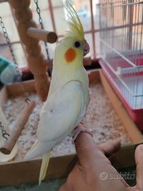 Calopsite allevate a mano