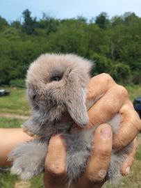 Cuccioli di Mini Lup