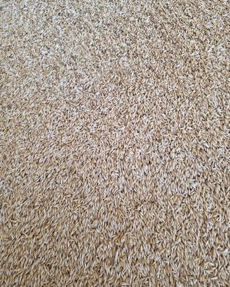 Orzo granella