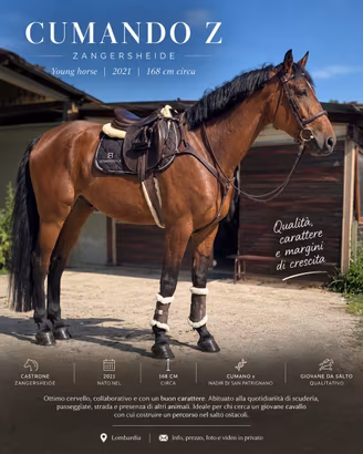 Cavallo da salto